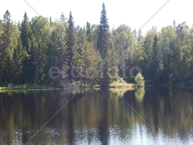 Пемзах лесного озера в окружении хвойных деревьев 