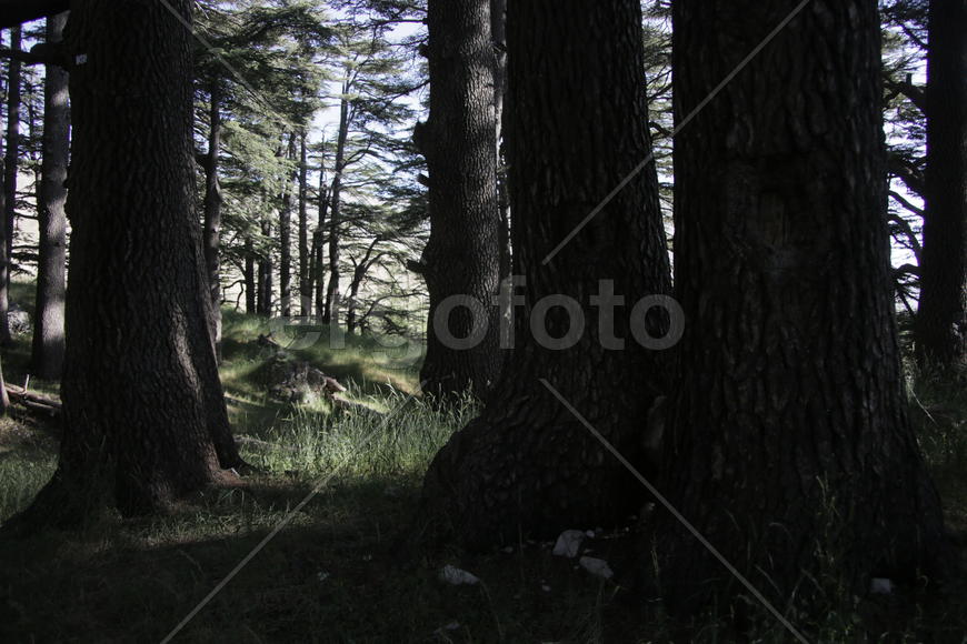 Многовековые деревья в горной местности Ливана 