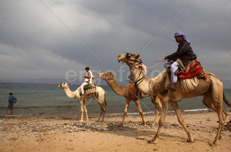 Прогулка на верблюдах