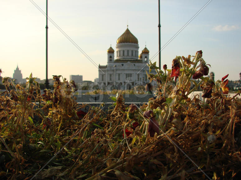 Осенние цветы на фоне Храма Христа Спасителя
