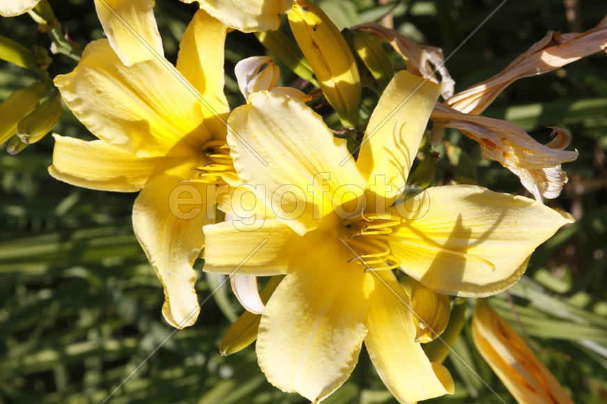 ВДНХ. Цветок.