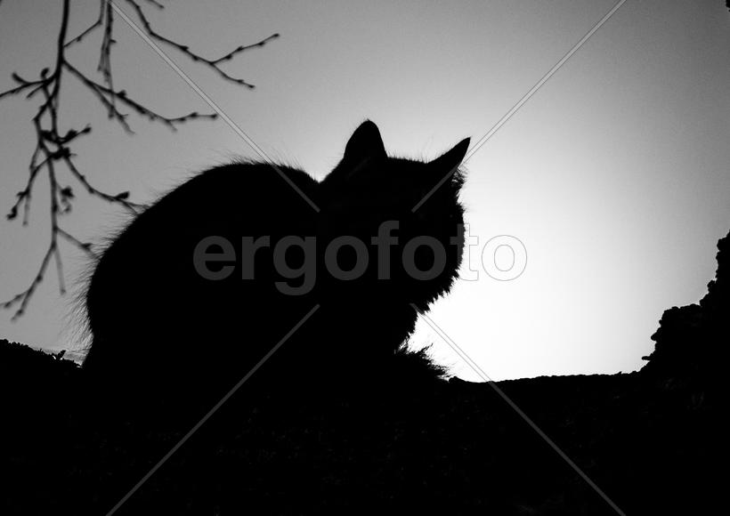 Кот на дереве наблюдает закат