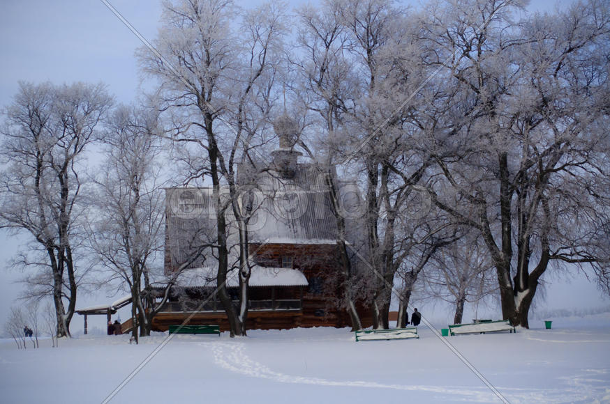 Деревья в снегу