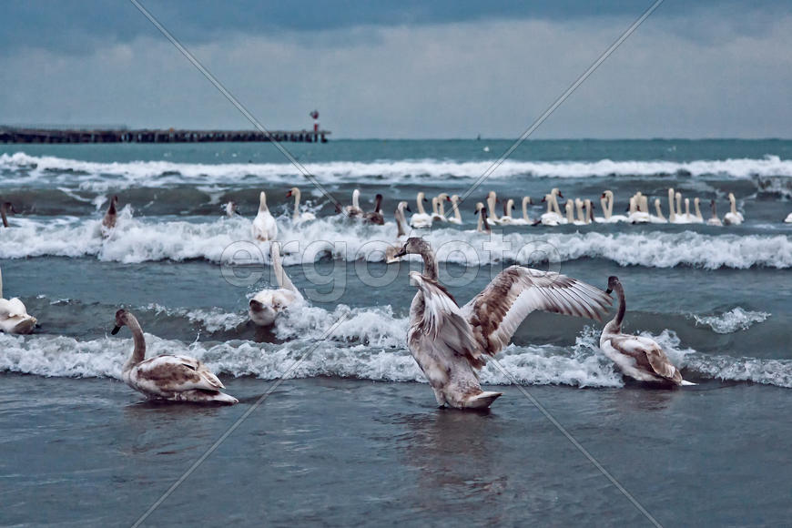 Лебеди на пляже в Анапе январь