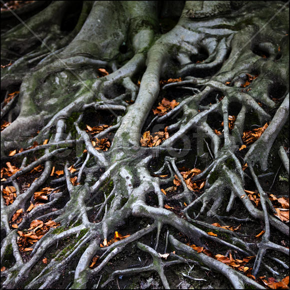 Лабиринт корней