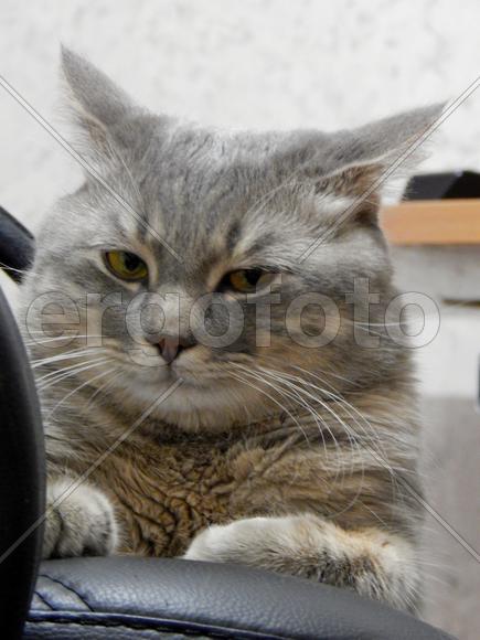 Угрюмый кот Матрос Британской породы
