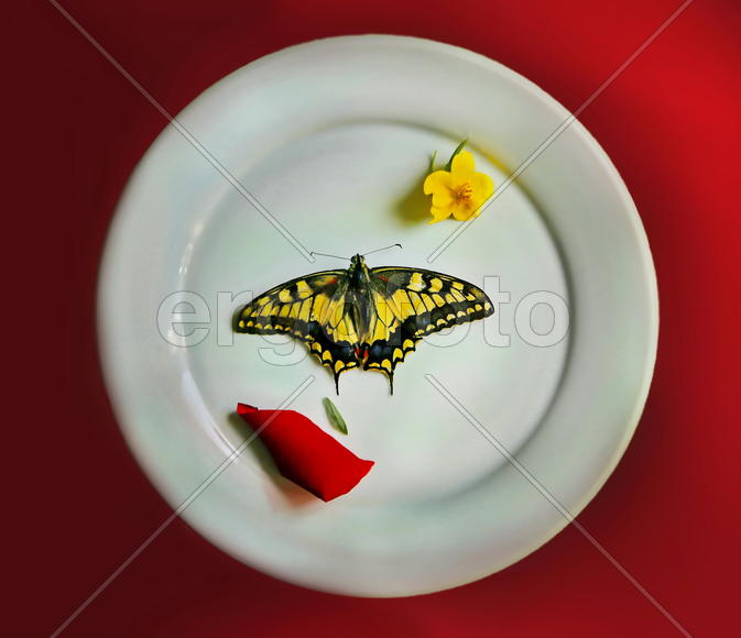 Бабочка и лепестки на тарелке