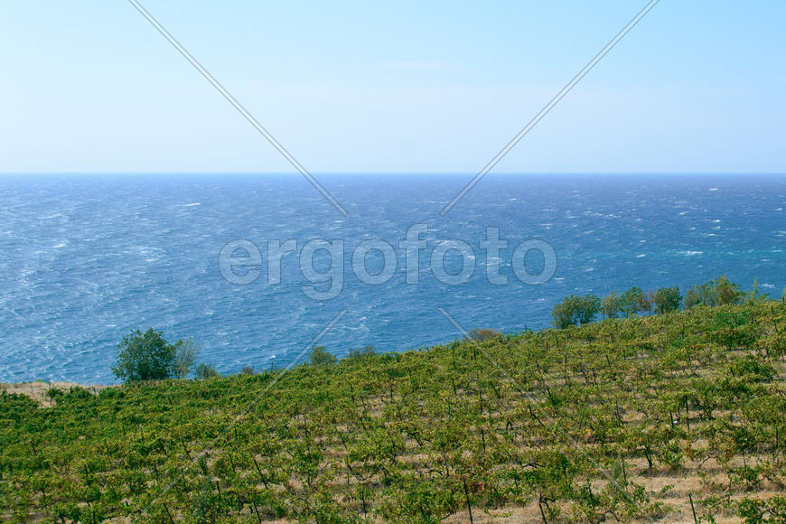 Море и виноградники
