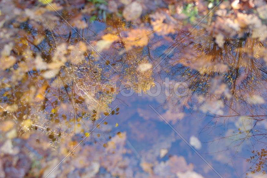 Осень, отражение...