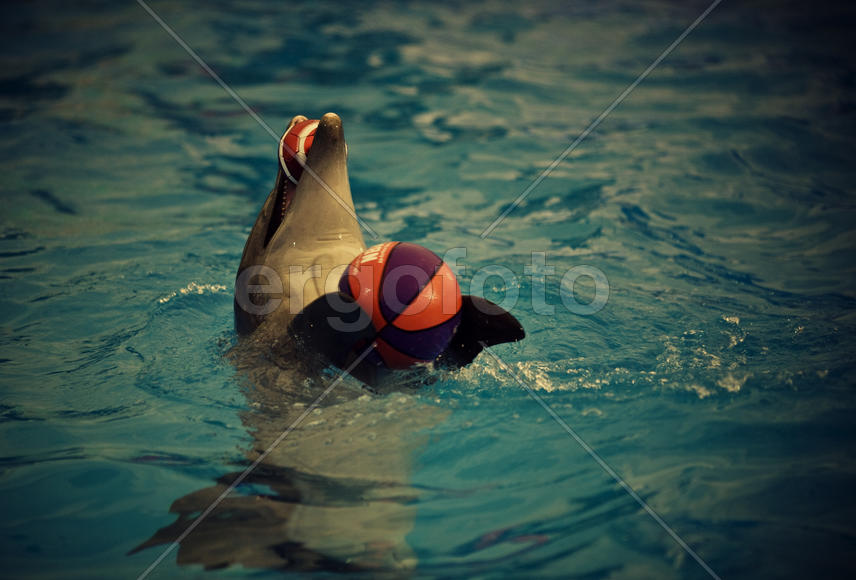 Дельфин в бассейне