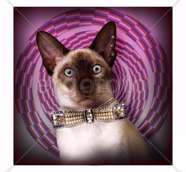 Граф Мышкин