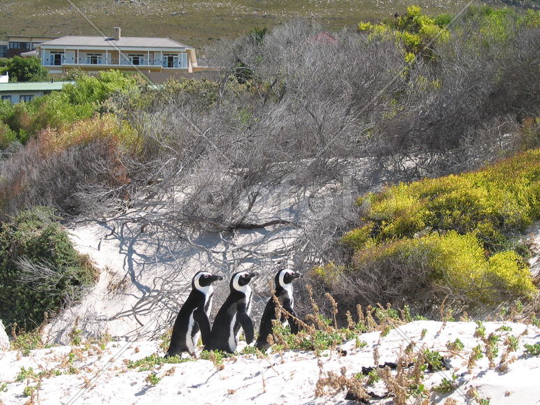Пингвины живут семьями. Явный пример.