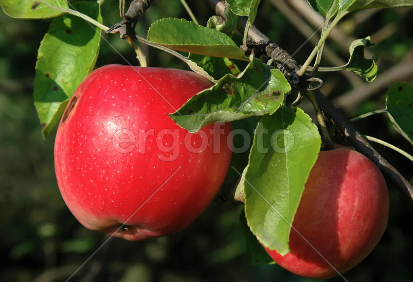 Яблочки