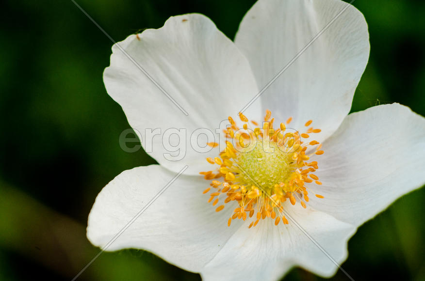 Белый бутон цветка крупным планом 