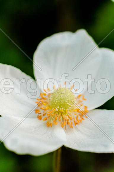 Белый бутон цветка крупным планом 