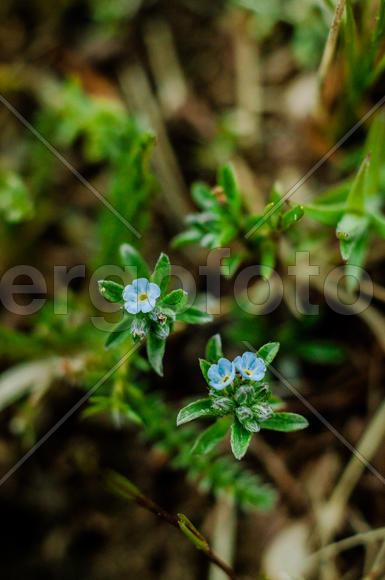 Маленькие голубые цветы на фоне зелени 