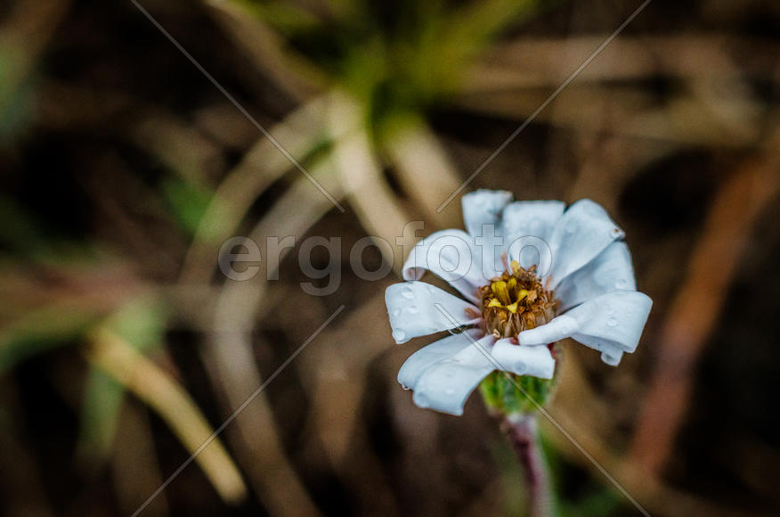 Белый цветок растения на коричневом фоне 
