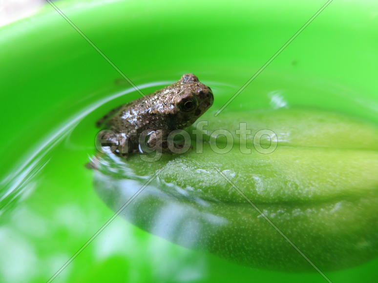 Головастик