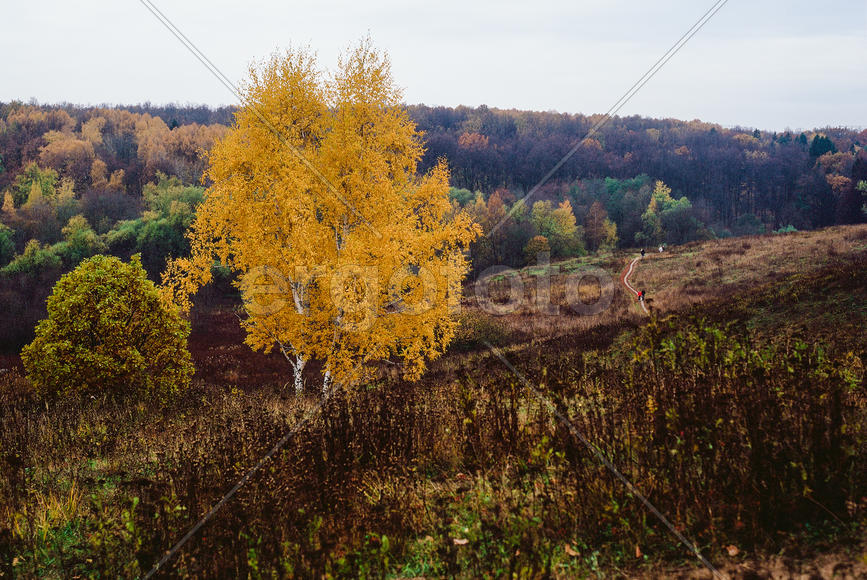 Золото в поле