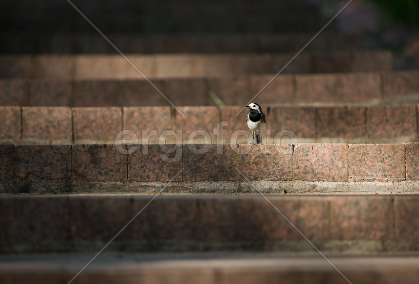 Птица на лестнице
