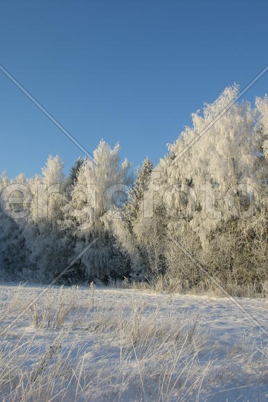 Зима, солнечный день, снег, иней