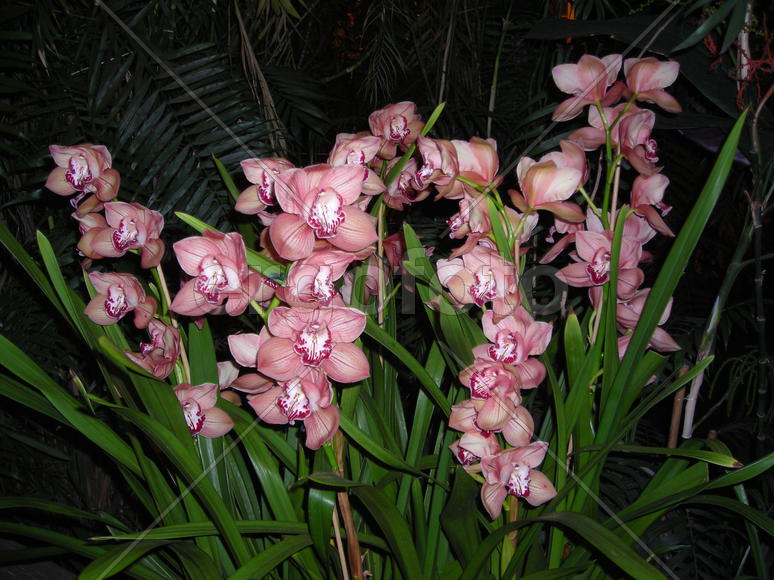розовые орхидеи