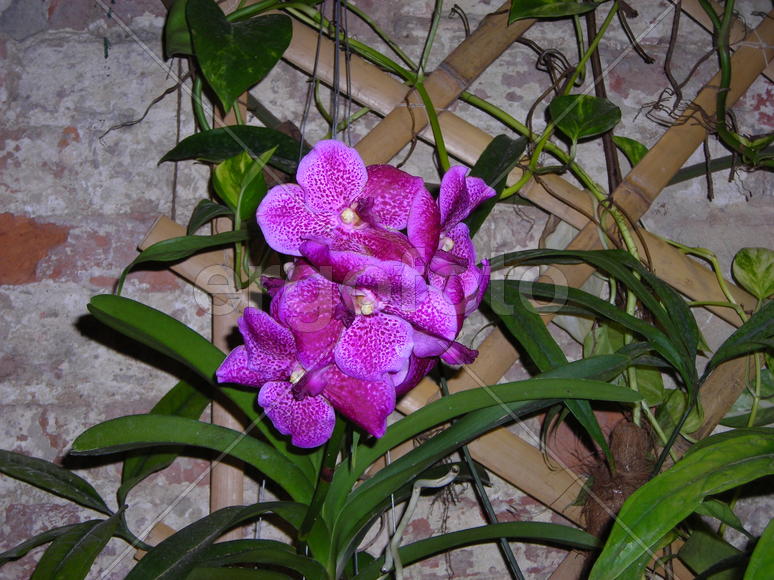 яркая орхидея