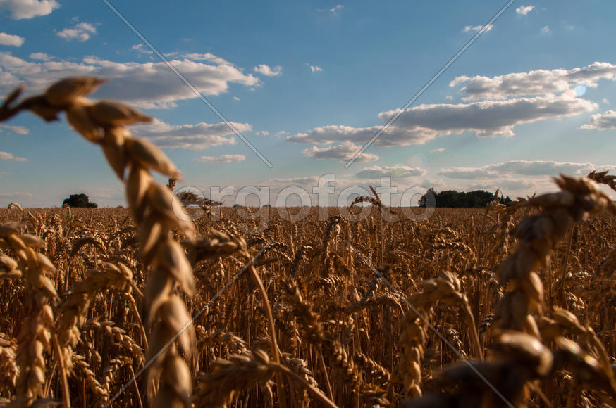 Пшеничное поле
