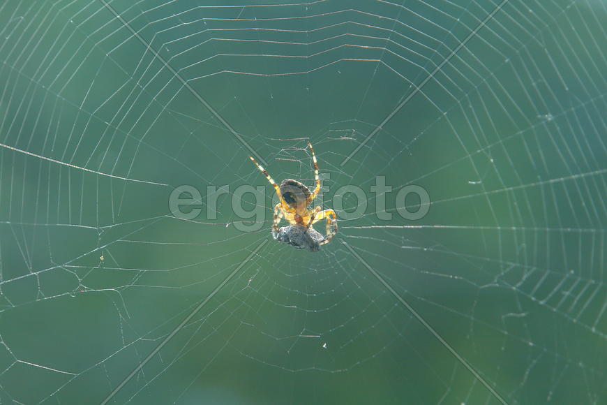 паук в паутине поедает добычу