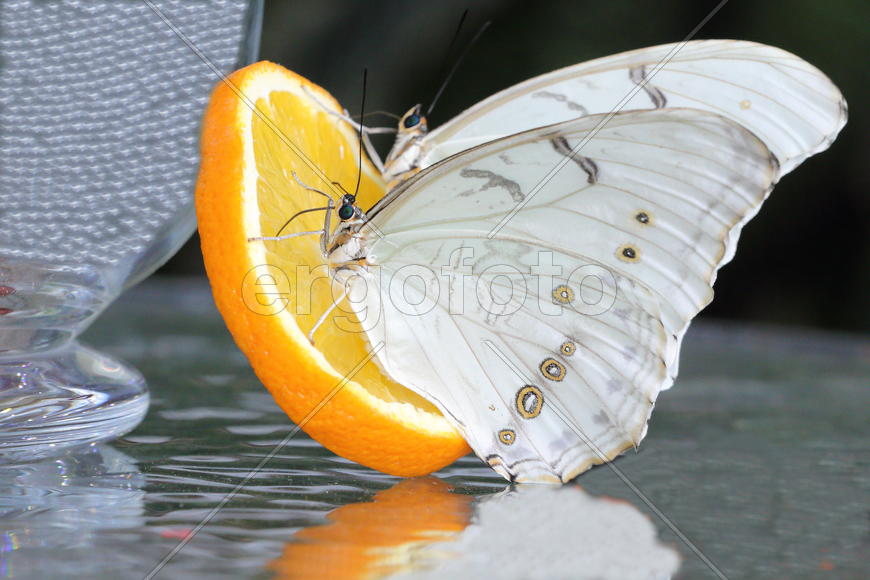 Апельсин и бабочки 