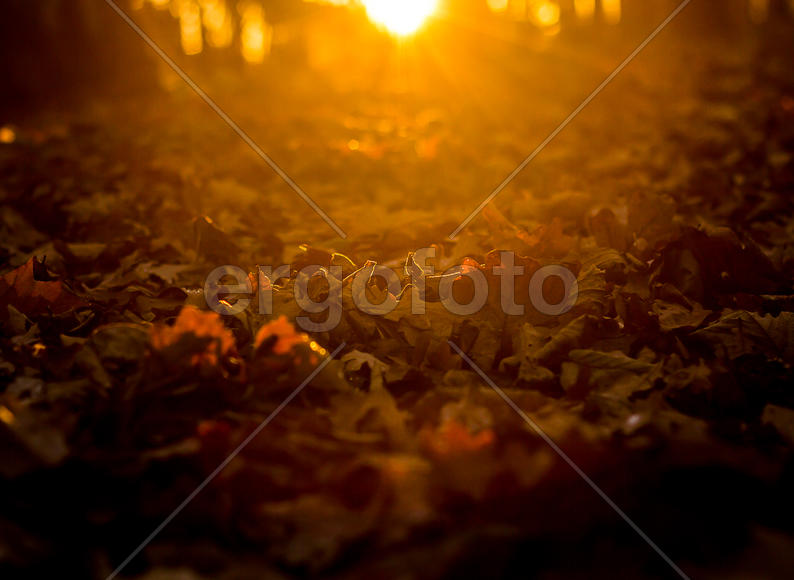 Осенняя листва на закате