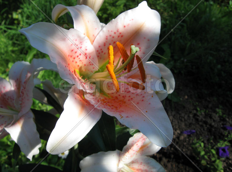 Цветок лилия крупным планом в саду
