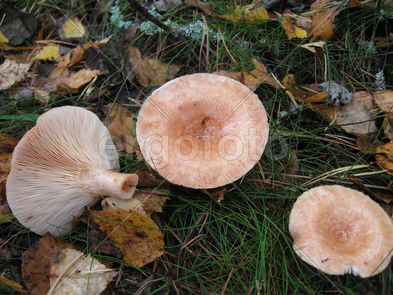Грибы розовые волнушки в карельском лесу