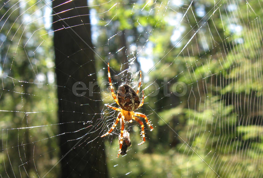 Паук и муха на паутине на фоне леса