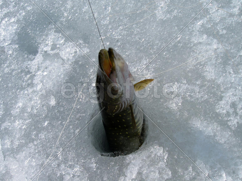 Щука на поводке в лунке на зимней рыбалке