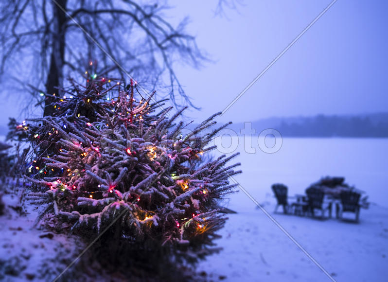 Christmas tree_full