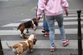 Парижанки - люди и парижане - собаки.