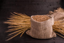 Мешочек с пшеницей и колосками на темном фоне