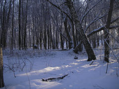 В лесу зимой.