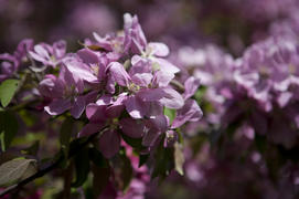 фиолетовое соцветие