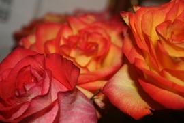 Ало-желтые розы