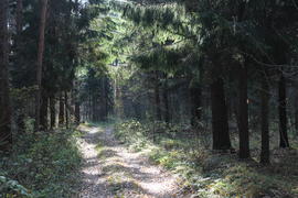 Дорога в еловом лесу