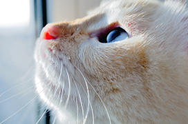 Кот смотрит в окно, на него падает солнечный свет