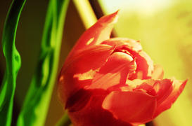Ярко красный тюльпан