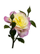 Жёлто-розовая роза