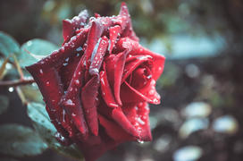 Красная роза и капли дождя