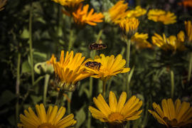 Пчелы летают над цветами ромашек 