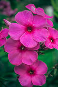 Фиолетовые цветы Флоксов