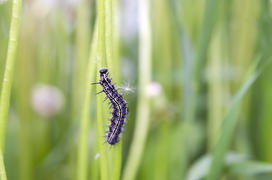 Black caterpillar with spikes creeping up on the green grass