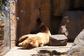 Медведь Миша на солнышке.